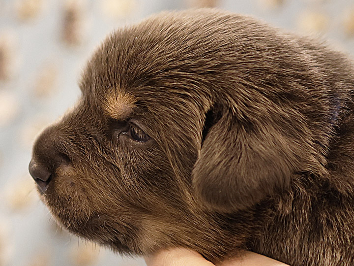chinook puppy